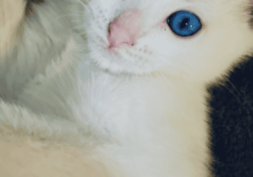 Diamond eye cats