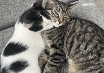 Super Cuddly Kittens