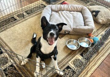 Border Collie Looking for New Home