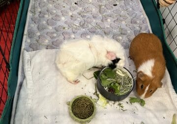 Guineapigs for adoptions