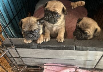 Pug /French Bulldog Puppies