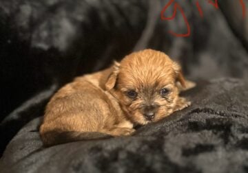 Shorkie pups need a good home