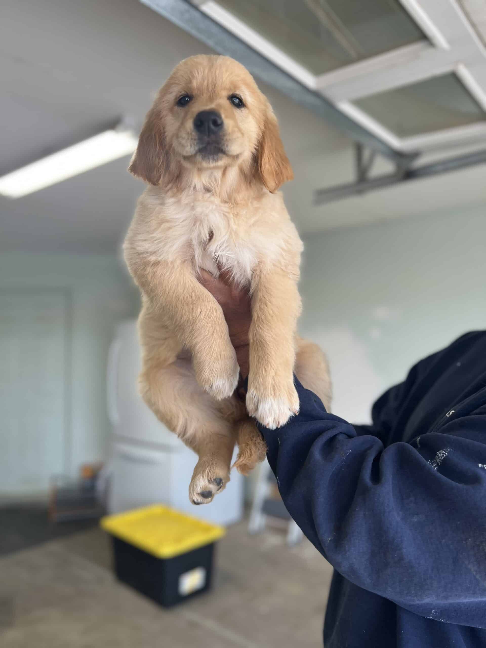 Golden retriver female puppies | PetClassifieds.com