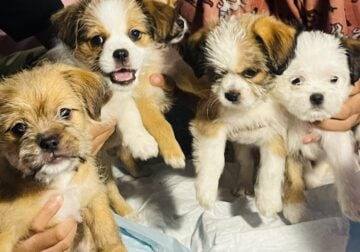 Puppies needing a forever home