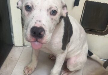 XL Blue Nose Pitbull puppies