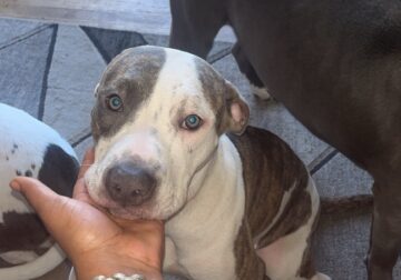 XL Blue nose pitbull puppy