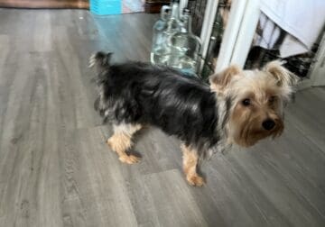Boomer The Beautiful Yorkshire Terrier