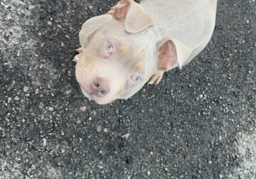 6 month Old American Bully