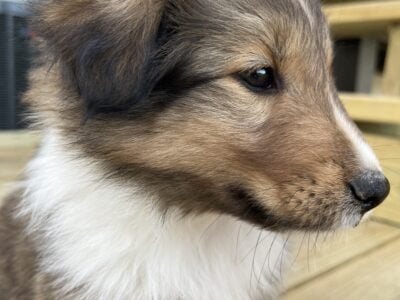 Shetland Sheep Dog Puppy – Chico