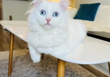 5 month old pure white male Siberian kitten for sa