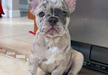 Frenchie Pup 2