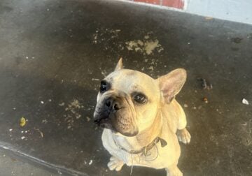 10 month old French bull dog