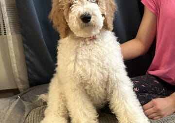 AKC registered standard poodle puppies