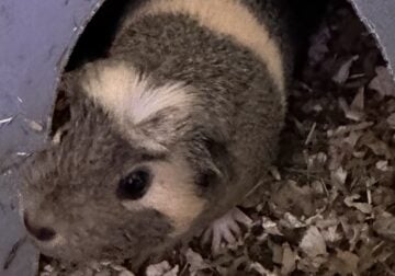 Guinea pigs (3) for Sale