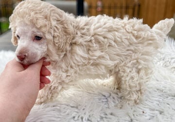 Poodle puppy – small breed