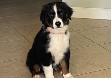 Australian Shepard puppy for sale