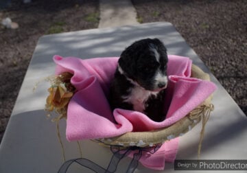 Bernedoodles Puppies For Sale