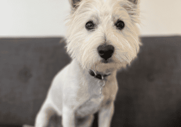 Adult fixed male west highland white terrier