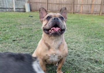 Frenchie adult: no litter