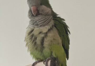 1 year old Quaker parrot