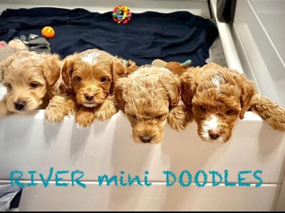 Miniature Goldendoodles