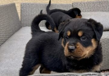 Akc German Rottweiler puppies