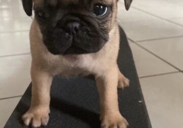 2 Month Old Male Purebred Pug Puppy