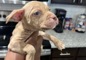 Pocket Bully puppy looking for forever home