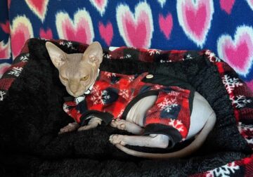 Blue Sphynx for rehoming adoption