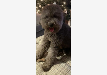 2 year old Labradoodle for sale