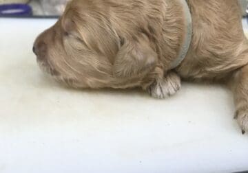 Goldendoodle F2B Girl Gray
