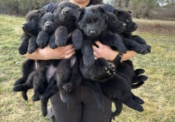 All black AKC German Shepherd puppies
