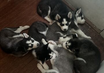 Husky puppies ready for a new home😍