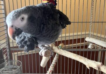 Timneh African Grey parrot