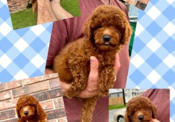 AKC Red Miniature Poodles for sale!