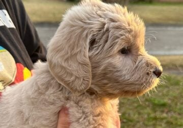 F1B Labradoodle Puppies For Sale