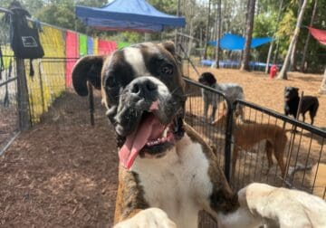 Sweetest AKC 9 month Male Brindle Boxer