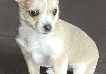 Rehoming Chihuahua/Yorkie Mix Puppy