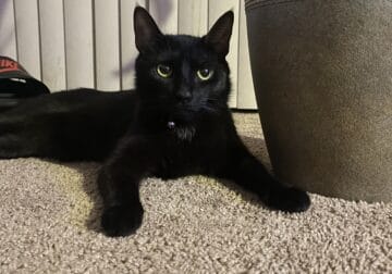 Beautiful Black Cat