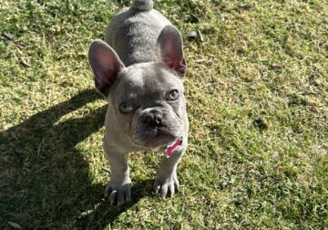 Lilac Female French Bulldog 9 months old