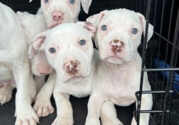 Red nose pit bull terriers