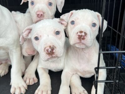 Red nose pit bull terriers