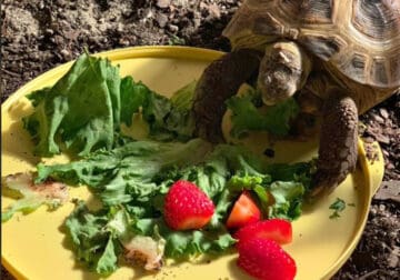 Looking To Rehome A Tortoise!