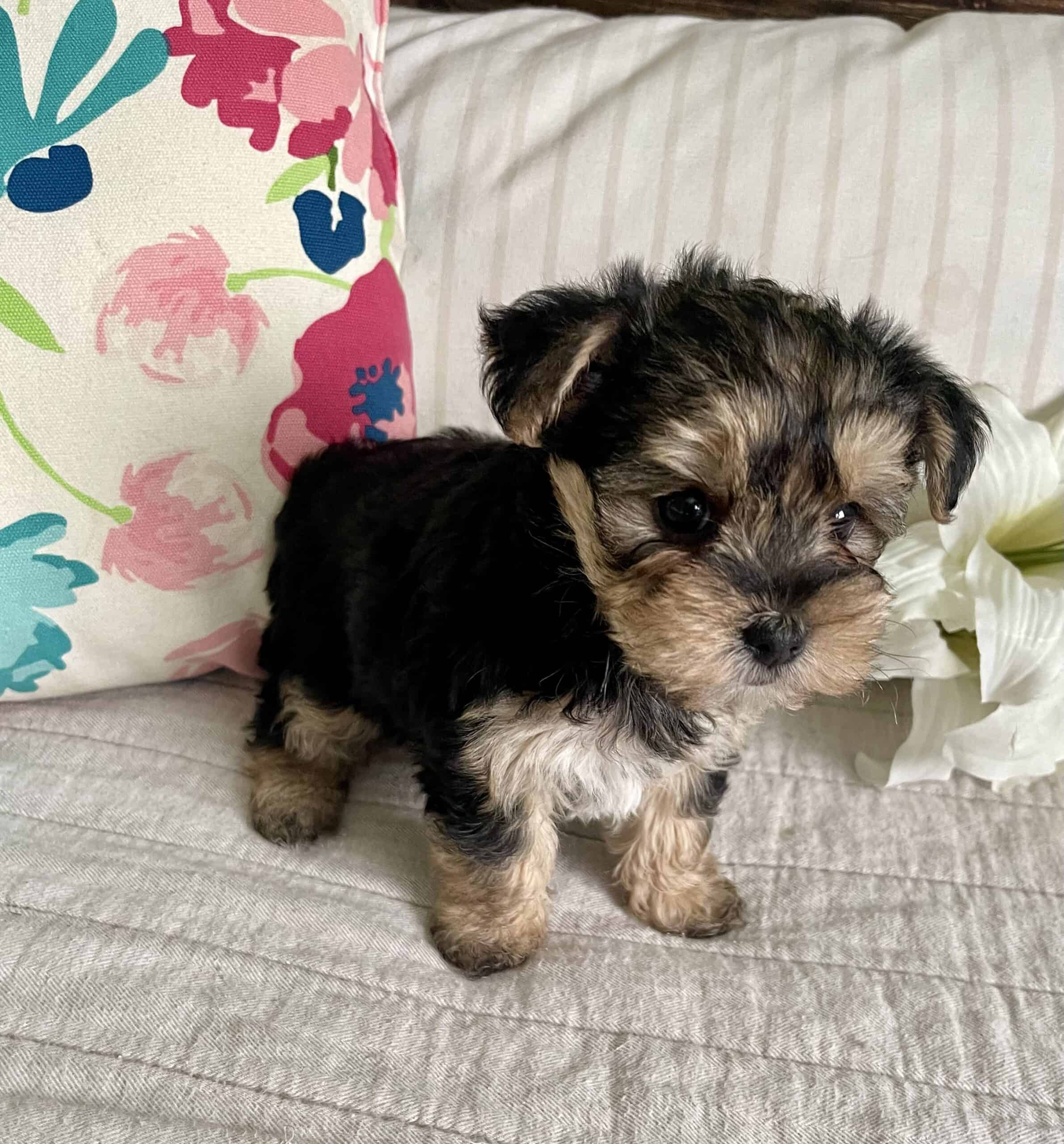 Morkie puppies – Yorkie/ maltese, males and female