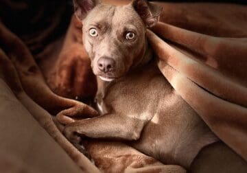 Free PitBull Terrier Female 1 year