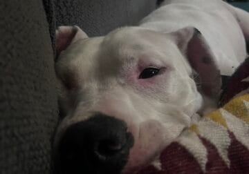 Young male Dogo Argentino needs loving home