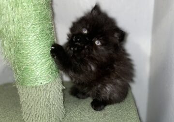 CFA Registered Black Persian Male Kitten