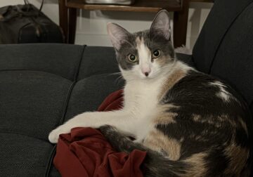 Rehoming sweet little calico