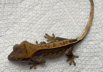 Crested gecko babies