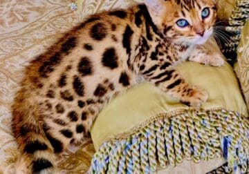 Pure Bred Royal Champion Bengal Kittens